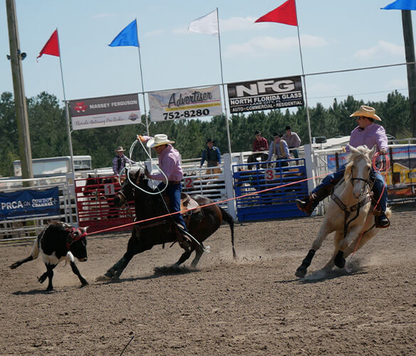 Pro Rodeo Roping Calf