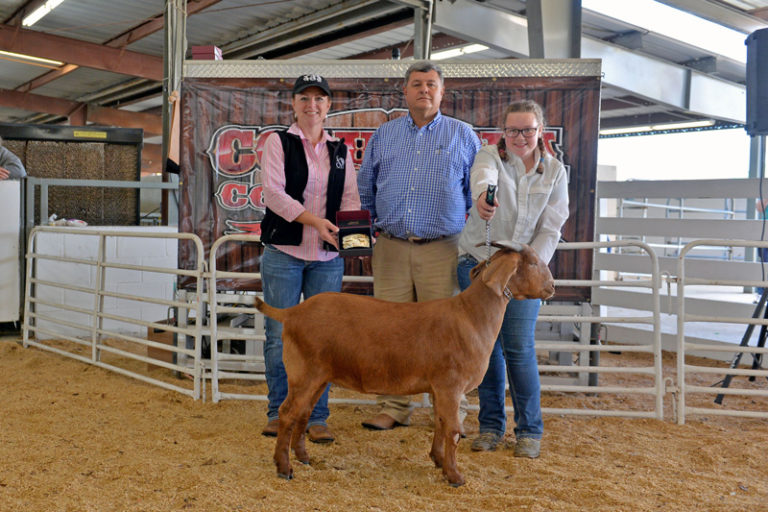 Livestock Exhibits Florida Gateway Fairgrounds formerly Columbia County Fairgrounds